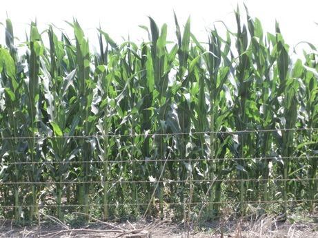 Lote de maíz de primera, con muy buena uniformidad y stand de planta, en el centro oeste del departamento La Capital.