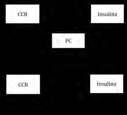 Asociación entre capacidad cardiorrespiratoria y los niveles de insulinemia en población infantil: El papel del perímetro de cintura.