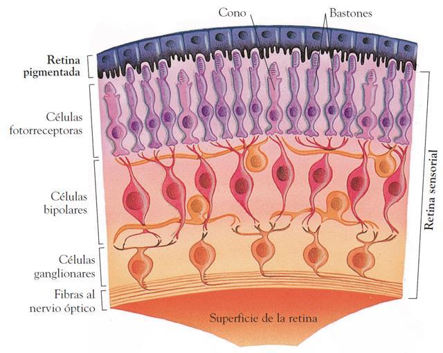 Capa interna o retina: Anatomía del globo ocular Corresponde a la capa más interna del globo ocular, está formada por una porción no visual (epitelio pigmentado) y la porción visual