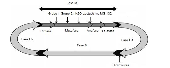 Inducción de poliploides en tejidos somáticos Aplicación de agentes inhibidores de la mitosis Colchicina Trifluralin Orizalin N 2 O Cultivo de Tejidos Fusión de protoplastos