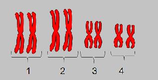 Número básico de la especie x= 4 Un juego de cromosomas: A Individuo