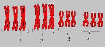 searsii Genoma B n=7, 2x T turgidum (AB) n=14, 4x T.