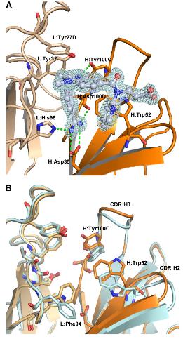 Prodroga Dabigatran etexilato Forma activa Hapteno utilizado como inmunógeno Antídoto específico para dabigatran Estudios de binding dosis