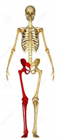 LOS HUESOS: Los huesos son el sostén de nuestro cuerpo. Son órganos firmes duros y resistentes. Son el sostén, le dan forma y permite el movimiento.