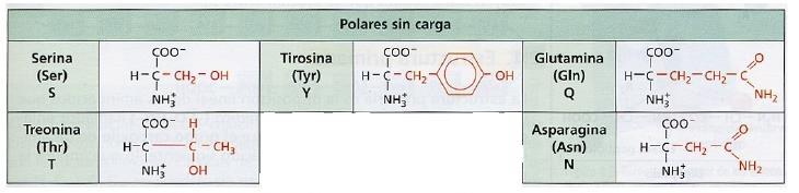 Existen aminoácidos de cadenas laterales No polares, como, por