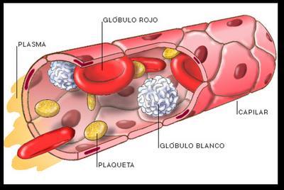 La sangre está compuesta por un fluido llamado plasma, en el cual se encuentra: - Glóbulos blancos o leucocitos - Glóbulos rojos o eritrocitos - Plaquetas -