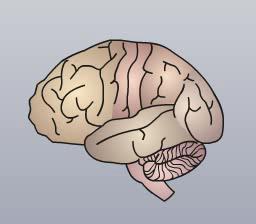Cerebro El cerebro esta dividido en áreas con diferentes funciones y cada una de estas tiene su propia combinación de neuronas y neurotransmisores.