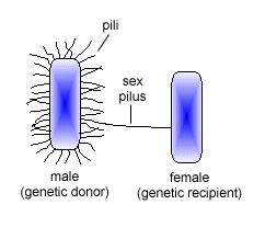 Slide 26 / 111 Pili Los pili son tubos delgados de proteínas procedentes de la membrana de la célula procariota.