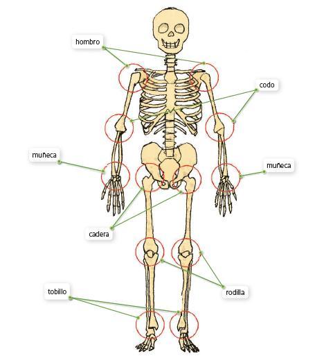 María nos presenta una foto de su interior ;). Es una representación de su esqueleto. El esqueleto está formado por huesos. Los huesos, a su vez, están unidos por articulaciones.