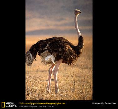 Slide 92 / 100 56 Jasmine se entera de que el ave más grande es el avestruz. Puede llegar a tener mas de 3 metros de altura.