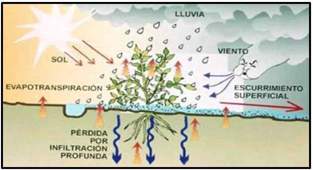 La Evapotranspiración (ET), se define como la cantidad de agua que requieren el cultivo para su función de transpiración y aquella que se evapora desde el suelo donde ha sido