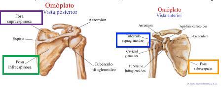 2. Patología del hombro. Qué debemos de valorar antes un síndrome de hombro doloroso?: - Mecanismo de la lesión: descartar traumatismo previo.
