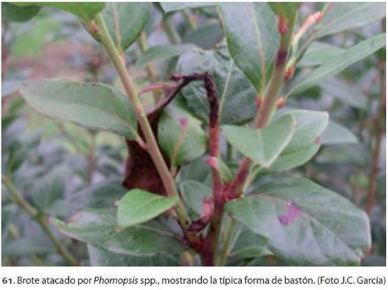 Phomopsis spp.
