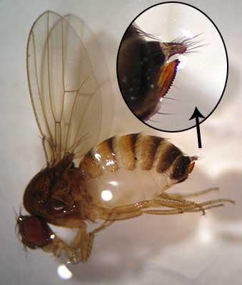 Drosophila (Fallén, 1787) Especie: