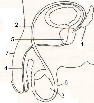 Las glándulas anexas: próstata y glándulas ureterales. 5. Órgano copulador en el hombre: el pene. 6.