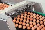 30, 50, 75 y 100 cm) Empacadoras y clasificadoras de huevos