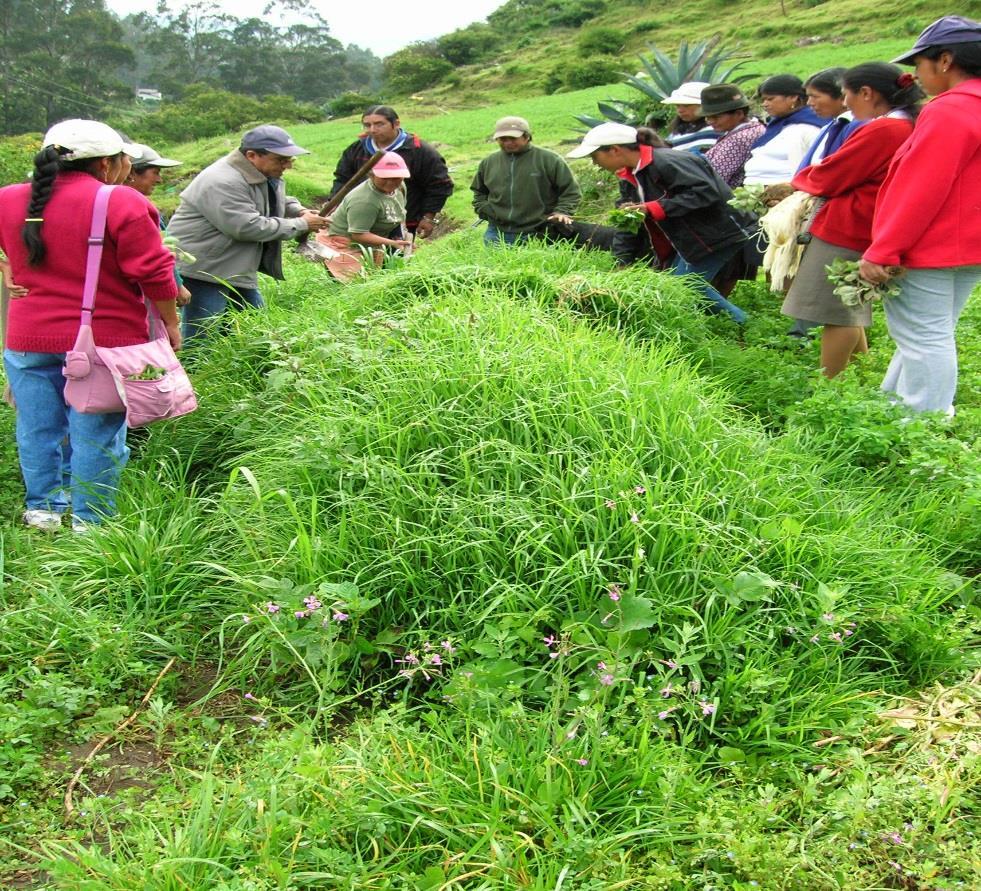 Producción Agroecológica Sedal acompaña 2 organizaciones de productores Agroecológicos en Cayambe y Pedro Moncayo Biovida y ASOPAE, que cuentan con aproximadamente 150 parcelas familiares integrales