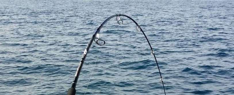 APP-WEB PRR Pescador recreativo, declara