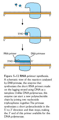 La primasa es una RNA polimerasa