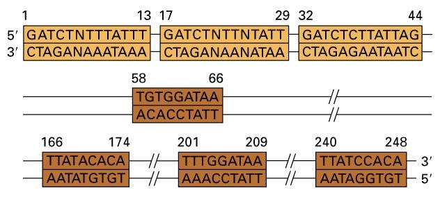 La replicación comienza en sitios específicos del cromosoma denominados Orígen de replicación Secuencia consenso mínima del orígen de replicación bacteriano Los orígenes de replicación son: (1)