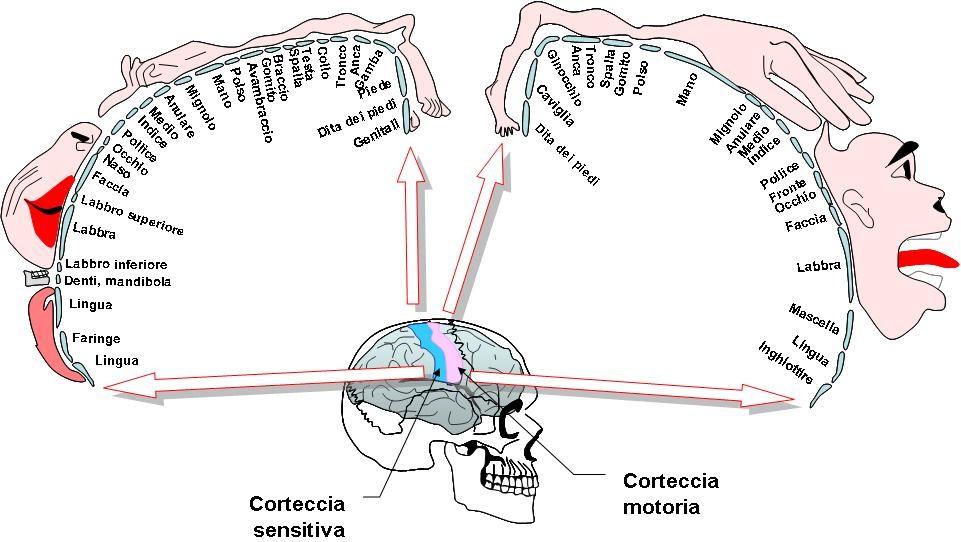 Lóbulo frontal En la circunvolución precentral (frontal ascendente) se
