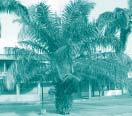En cuanto a las palmas, se destaca por sus altas poblaciones: la palma real Roystonea regia, especie originaria de Cuba, que se cultiva en todos los trópicos del mundo por su carácter ornamental.