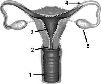 5 Líquido donde se transportan los espermatozoides. Tubos donde se producen los espermatozoides. Órgano copulador masculino. Lugar donde se almacenan los espermatozoides.