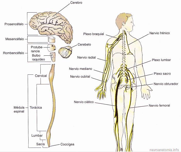 División Anatómica Sistema Nervioso (SN) SISTEMA NERVIOSO CENTRAL Encéfalo y