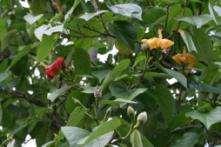 5.Talipariti elatum (también tratado como Hibiscus elatus) Nombre común: Majagua Tipo de diáspora/propágulo: semillas (Sánchez J.A. et al.