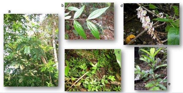 (a-b) endemic species exclusive from Sierra del Rosario, (a,c,e) threatened endemic species.