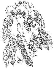 INFORMACIÓN BÁSICA Familia: Mimosaceae Nombre científico: Inga punctata Willd.