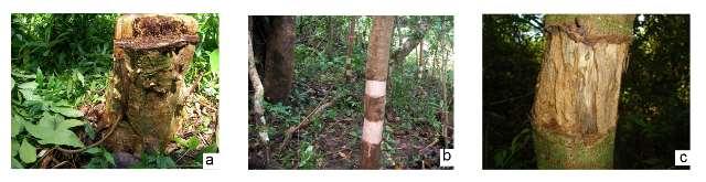 However, they showed significant differences in term of management effort and effect on surrounding forest. Figure 7. Mechanical treatments used in control experiment of Inga punctata.
