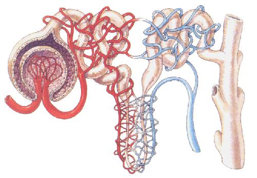 Tubos microscópicos que conswtuyen el riñón. Filtran y depuran la sangre formando la orina.