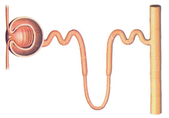 Filtración glomerular Ø Paso de sustancias de desecho, agua y sustancias útiles desde el interior de los capilares del glomérulo al interior de la nefrona por la cápsula de Bowman.