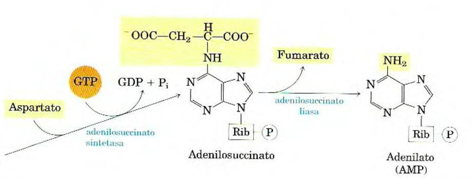 Biosíntesis de AMP y GMP a partir de IMP Conversión del carbonilo en C6 en amino Requiere 7 enlaces