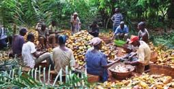 cacao Certificado UTZ, Antica Gelateria del Corso soporta el cultivo sostenible del