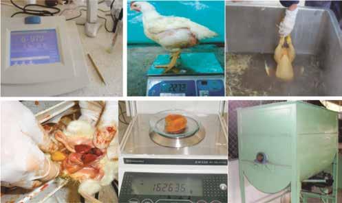 Evaluación variables productivas: Se realizó el peso inicial de los pollitos de cada réplica y tratamiento al recibir las aves.