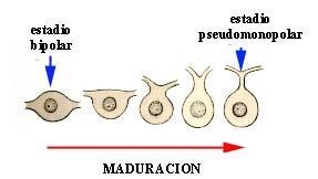 Las neuronas pseudomonopolares, se denominan así porque durante el desarrollo