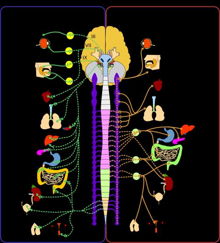 SISTEMA NERVIOSO PARASIMPATICO 1) Neurona Preganglionar En Médula Espinal (región sacra).