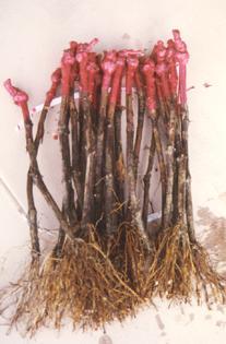 Los injertos se plantan entonces en el vivero donde permanecerán hasta finales de año, para su enraizado y desarrollo. Tercer parafinado o parafinado de la planta.