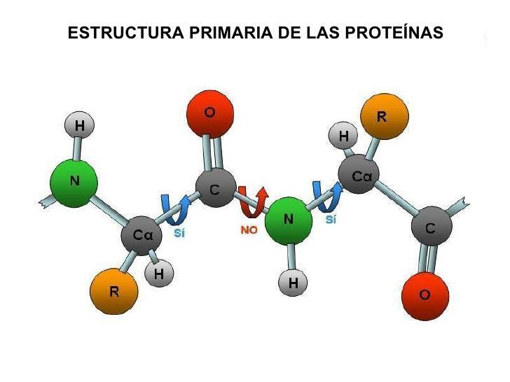 - Estructura primaria Informa de la secuencia de aminoácidos: composición y orden.