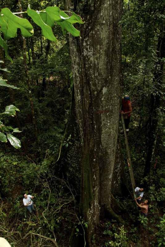 Recomendacion practica para REDD #1 Para cuantificar el valor de los bosques para REDD, lo mas importante es el carbono en arboles vivos.