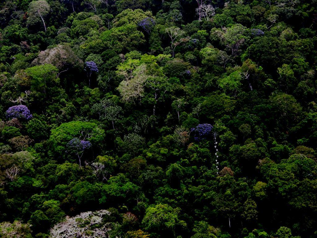Resumen Los bosques tropicales son una gran parte del ciclo global del carbono.