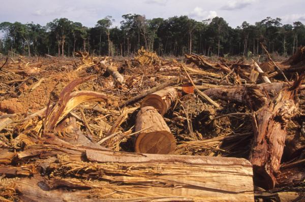Cuando se tala un bosque, la mayor parte del carbono que estaba en los árboles y en troncos y ramas caidos vuelve a la atmósfera a los pocos años.