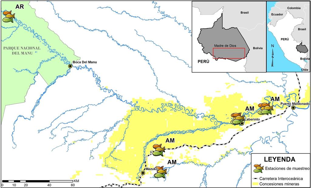 Figura 1 Ubicación de las localidades donde muestras de peces fueron colectado en cuerpos de agua en áreas de minería (AM) y en áreas de referencia sin mineria (AR) durante Mayo Septiembre 2017 en