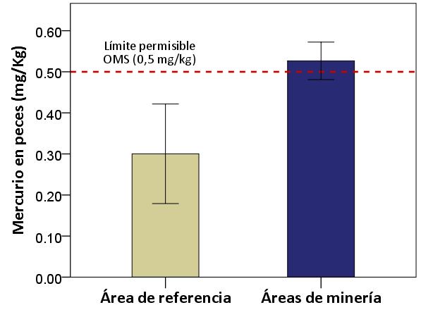 METODOLOGÍA Entre los meses de Mayo y Septiembre de 2017, fueron evaluados los niveles de mercurio presentes en peces de cuerpos de agua en áreas de minería (AM) y área de referencia (AR) sin