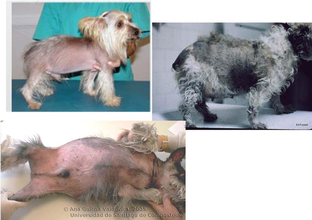 Hiperadrenocorticismo (Síndrome de cushing) Común en el perro Se caracteriza por un incremento de glucocorticoides endógenos, exógenos o ambos, producidos por la