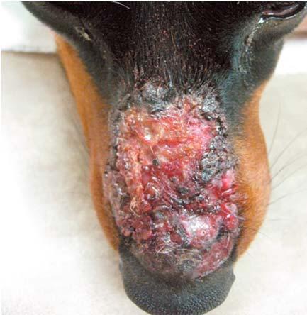 Lupus eritematoso sistémico En caninos, felinos, equinos y murinos.