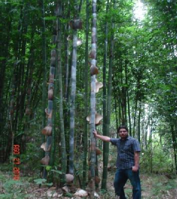 Negocios verdes del Bambú La planta estratégica contra el CC y la