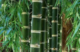 Bambú y